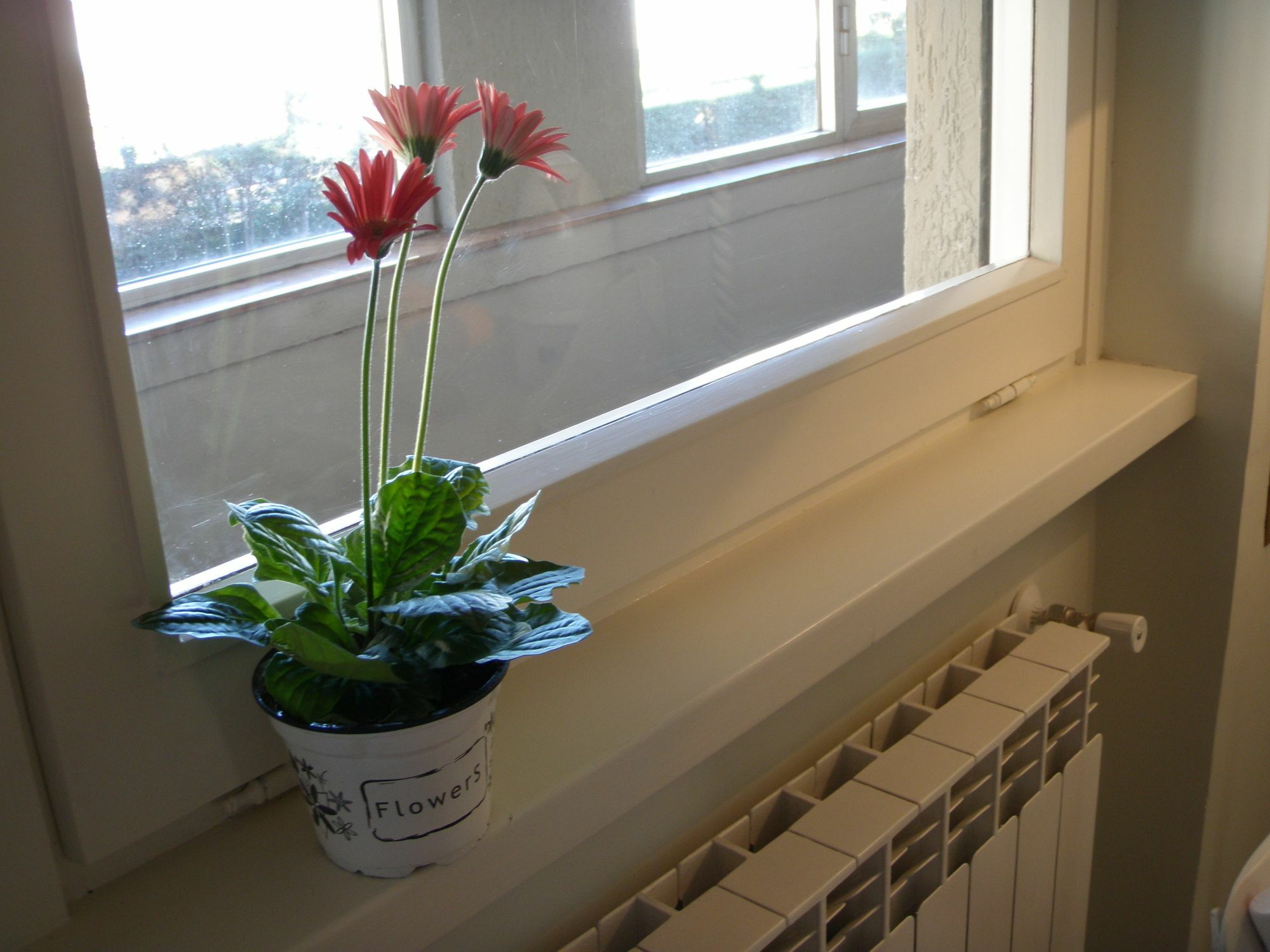 B&B Eurgardenie Roma Ngoại thất bức ảnh